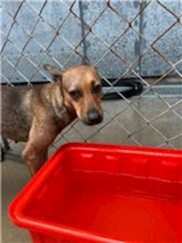 桃園市動物保護教育園區,編號:273545, 混種犬          