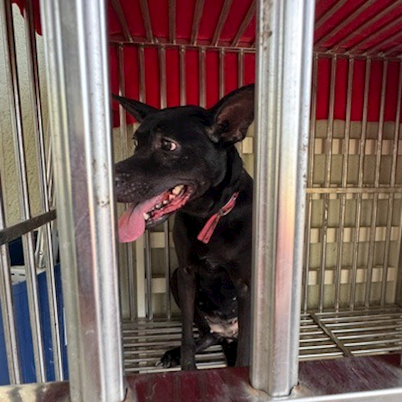 基隆市寵物銀行,編號:459288, 混種犬          
