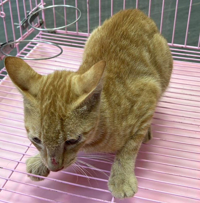 臺東縣動物收容中心,編號:460352, 混種貓                 