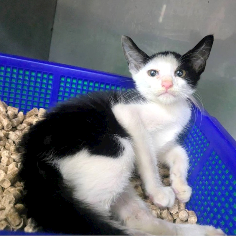 新竹縣動物保護教育園區,編號:460576, 混種貓                 