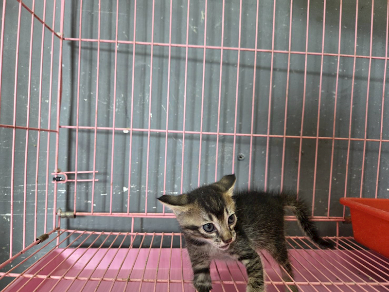 臺東縣動物收容中心,編號:460577, 混種貓                 
