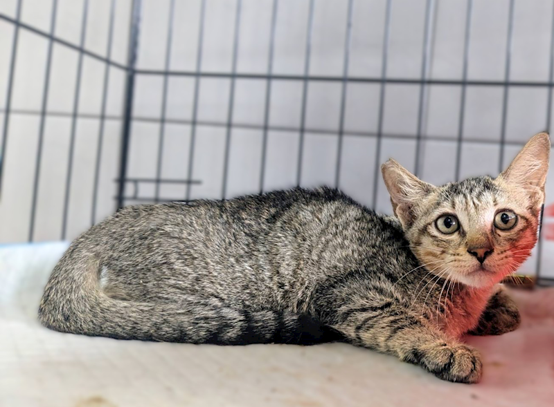 新竹縣動物保護教育園區,編號:459228, 混種貓                 