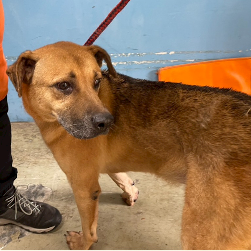 臺北市動物之家,編號:337027, 混種犬          