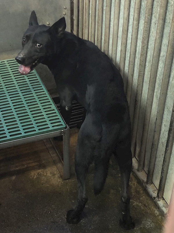 彰化縣流浪狗中途之家臨時收容所,編號:390194, 混種犬          