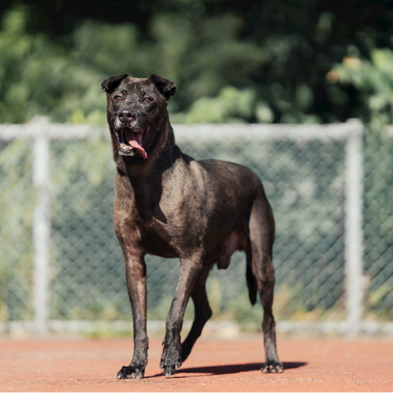新北市板橋區公立動物之家,編號:141600, 比特犬