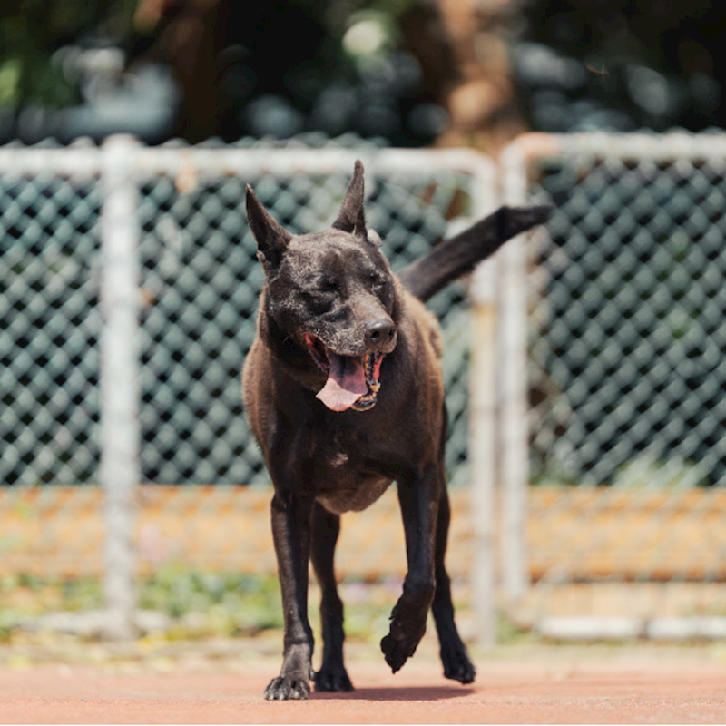 新北市板橋區公立動物之家,編號:301403, 混種犬          