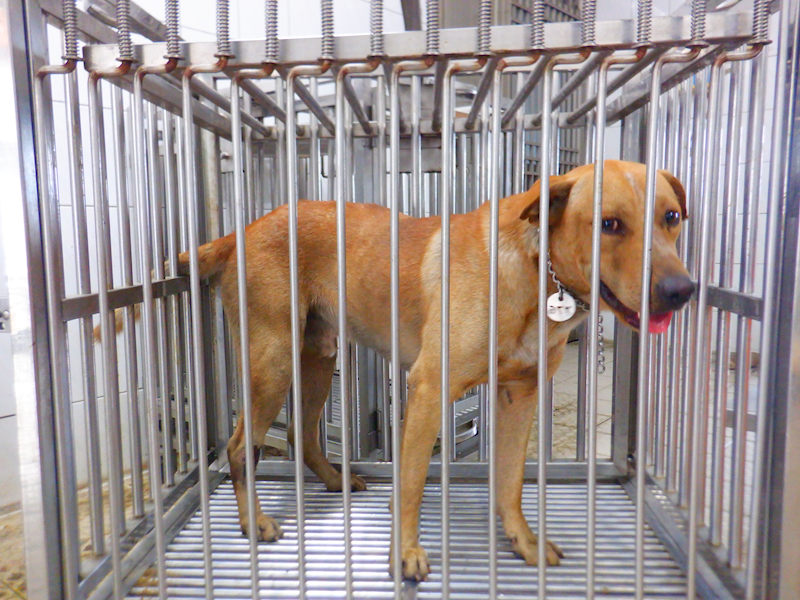 南投縣公立動物收容所,編號:460033, 混種犬          