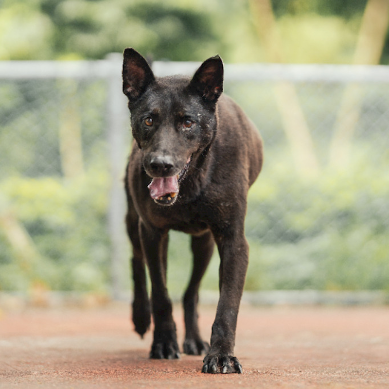 新北市板橋區公立動物之家,編號:204736, 混種犬          