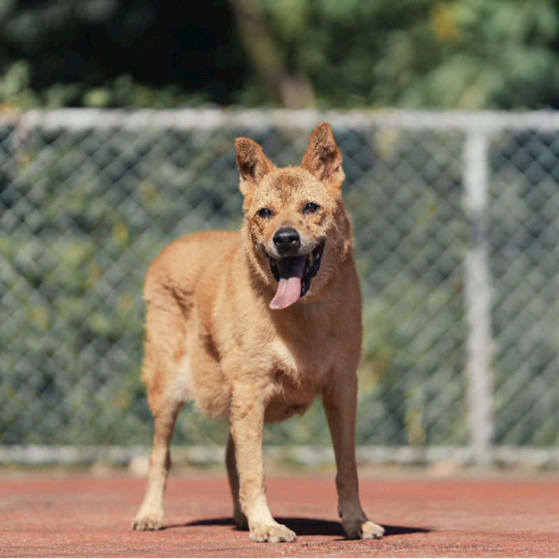 新北市板橋區公立動物之家,編號:213918, 混種犬          