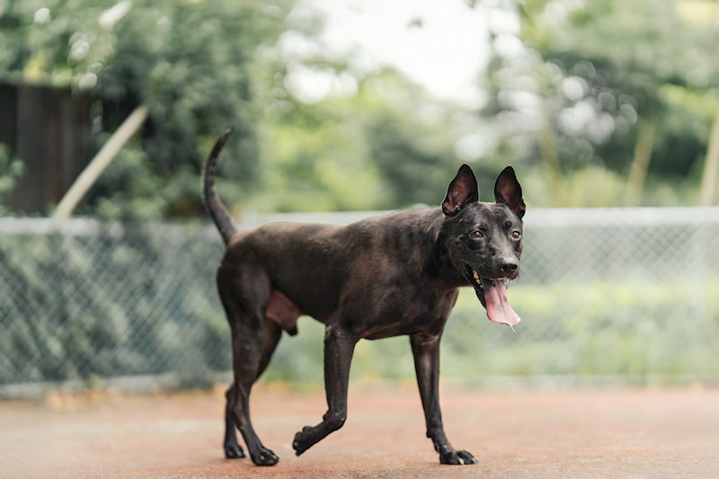 新北市板橋區公立動物之家,編號:414921, 混種犬          