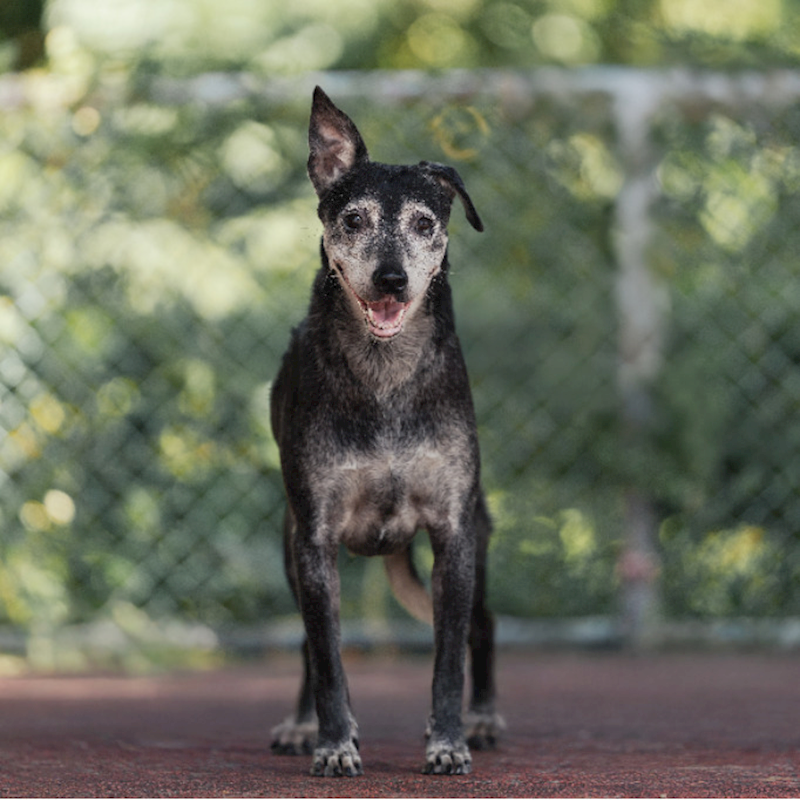 新北市板橋區公立動物之家,編號:35415, 混種犬          