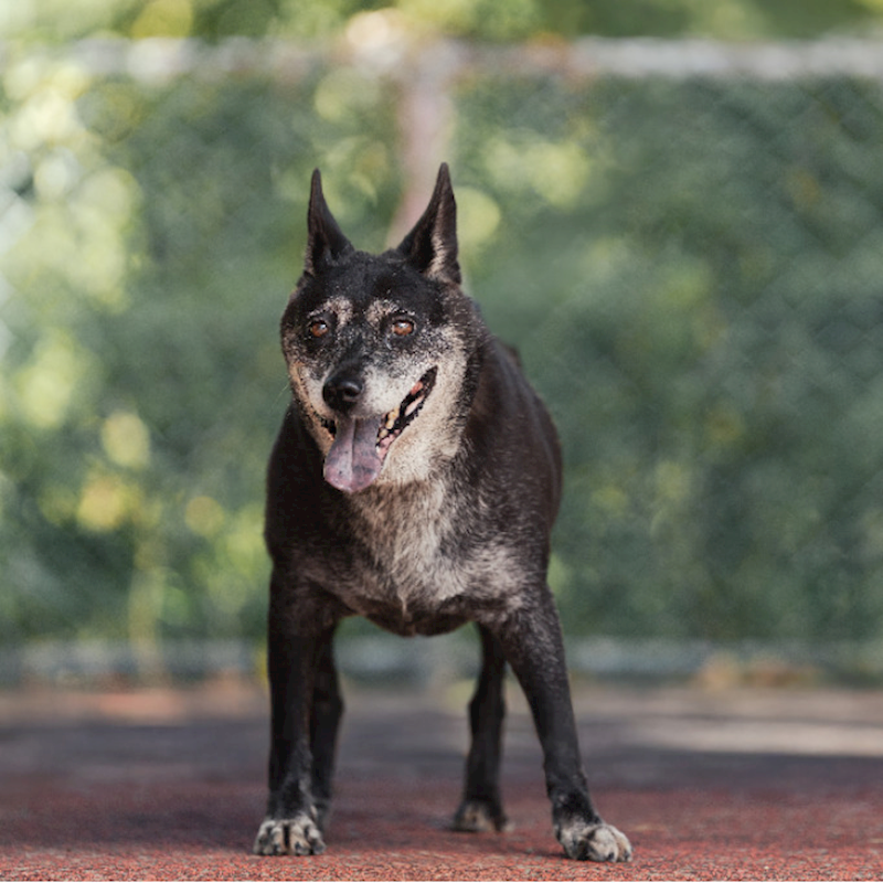 新北市板橋區公立動物之家,編號:106151, 混種犬          