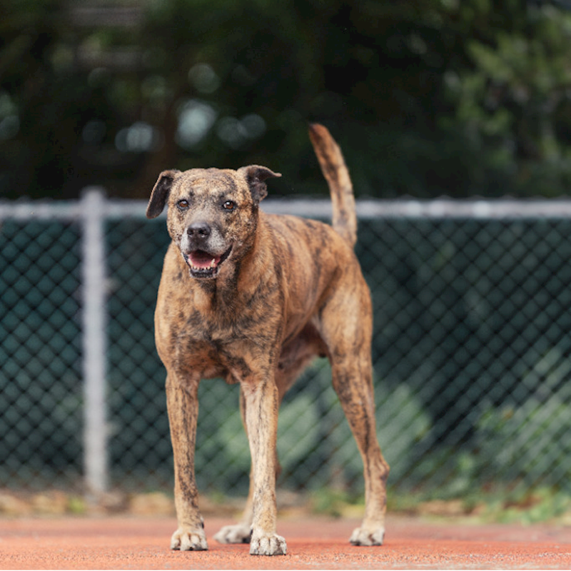 新北市板橋區公立動物之家,編號:402755, 混種犬          