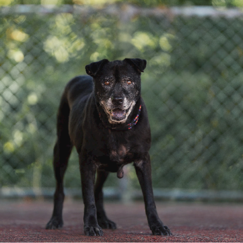 新北市板橋區公立動物之家,編號:106874, 混種犬          