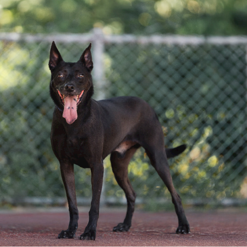 新北市板橋區公立動物之家,編號:112233, 混種犬          