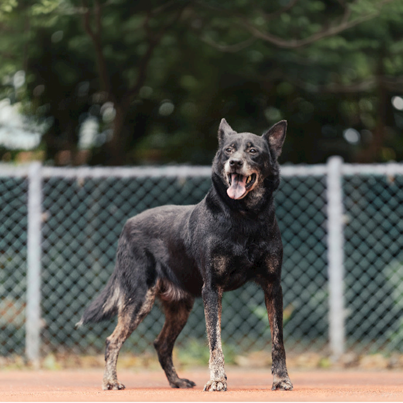 新北市板橋區公立動物之家,編號:213642, 混種犬          