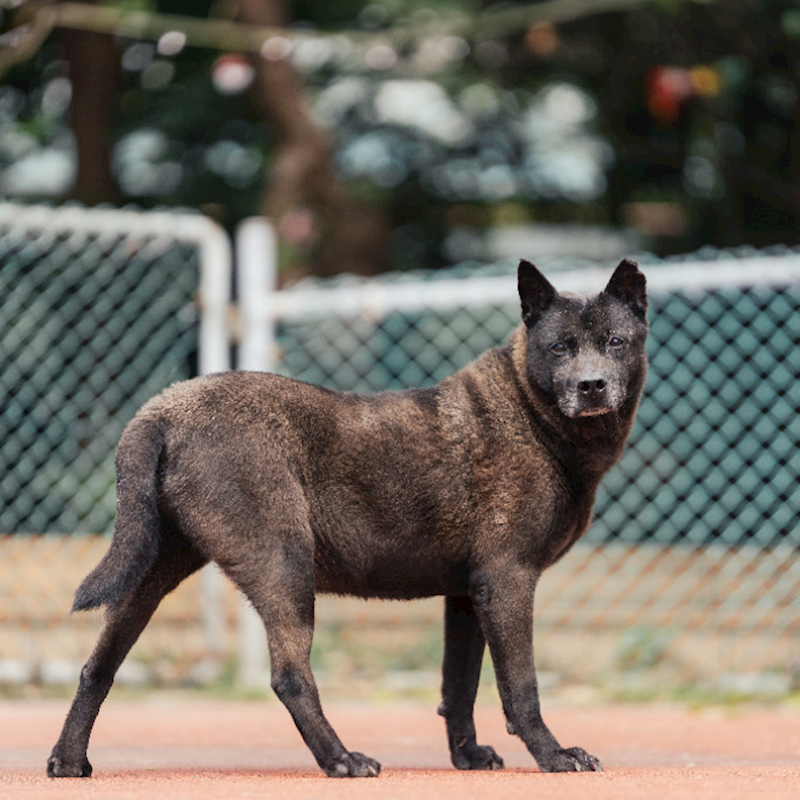 新北市板橋區公立動物之家,編號:173337, 混種犬          