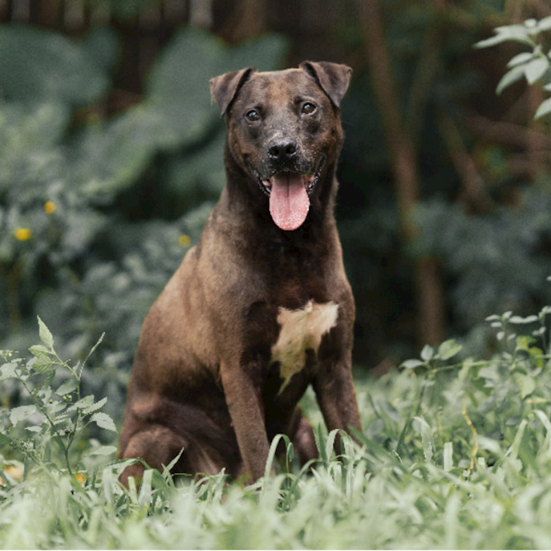 新北市板橋區公立動物之家,編號:231952, 比特犬