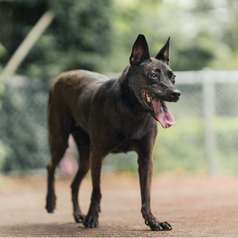 新北市板橋區公立動物之家,編號:112232, 混種犬          
