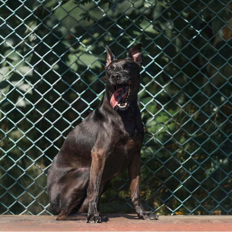 新北市板橋區公立動物之家,編號:112231, 混種犬          