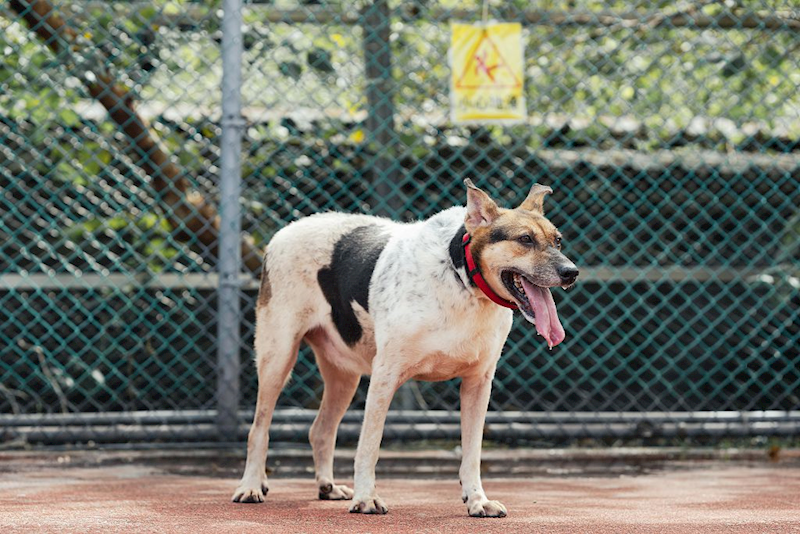 新北市板橋區公立動物之家,編號:43956, 混種犬          