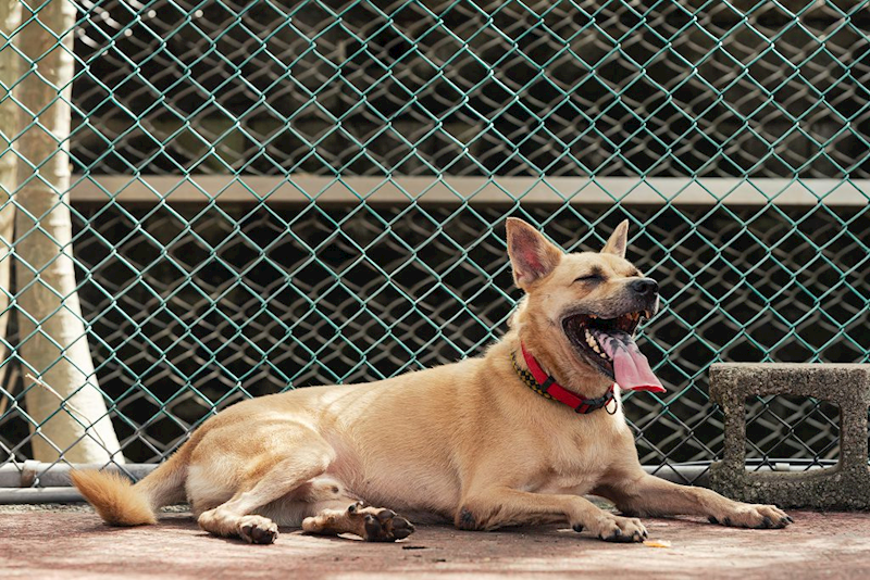 新北市板橋區公立動物之家,編號:358964, 混種犬          