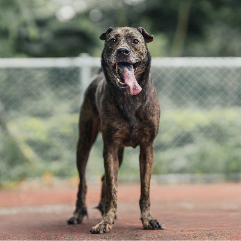 新北市板橋區公立動物之家,編號:341216, 混種犬          