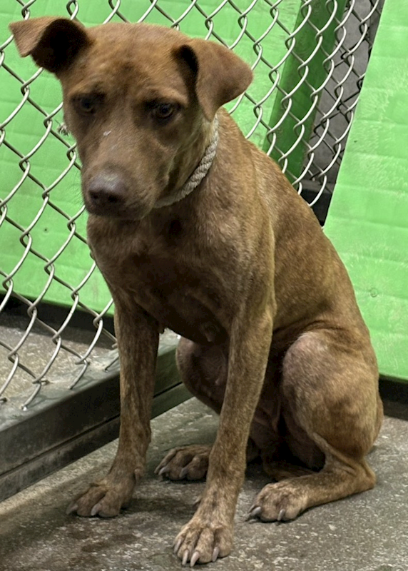 臺東縣動物收容中心,編號:460541, 混種犬          