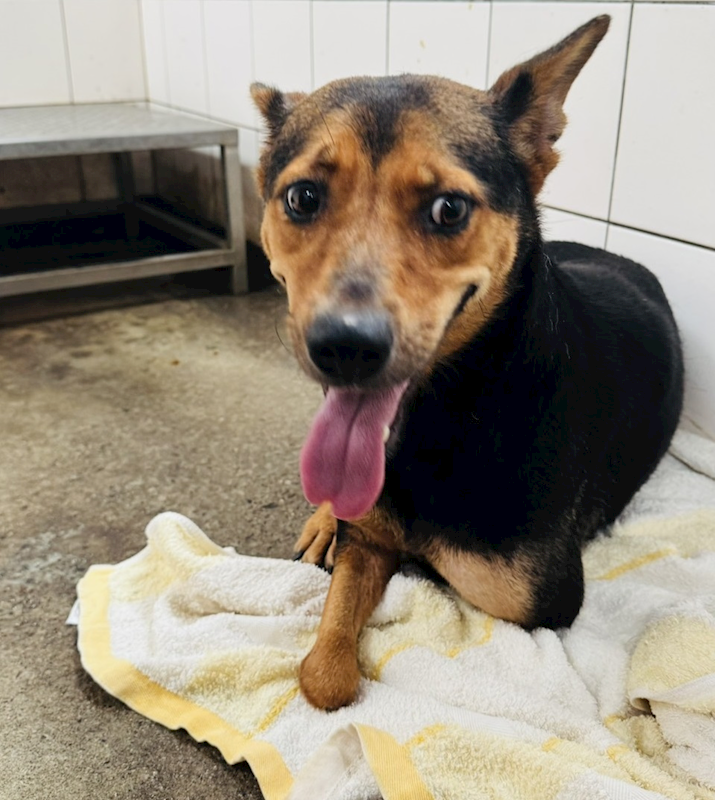 新北市板橋區公立動物之家,編號:455860, 混種犬          