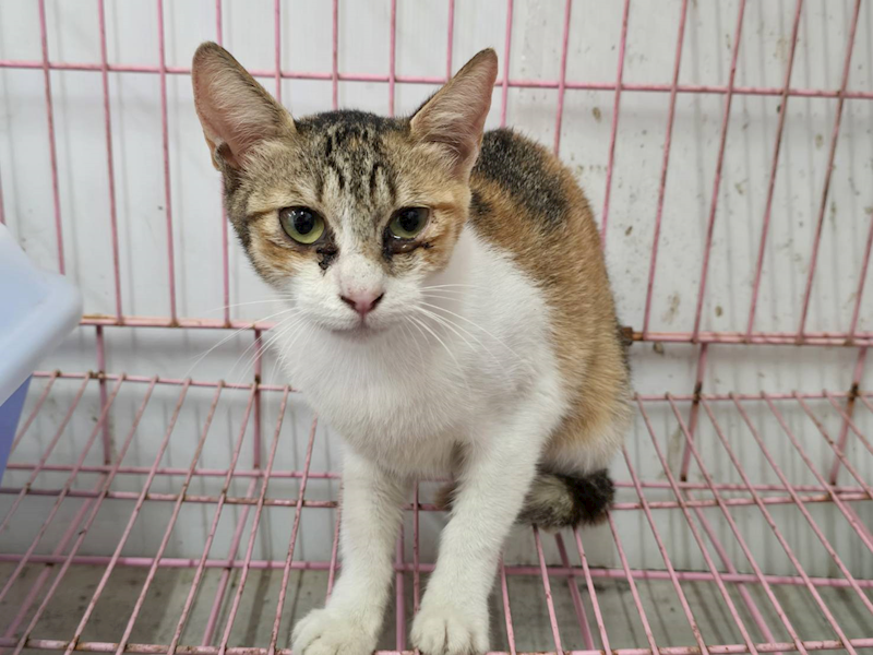 臺北市動物之家,編號:460250, 混種貓                 