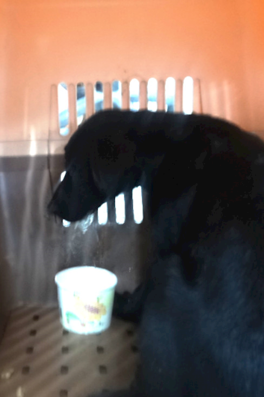 宜蘭縣流浪動物中途之家,編號:460589, 混種犬          