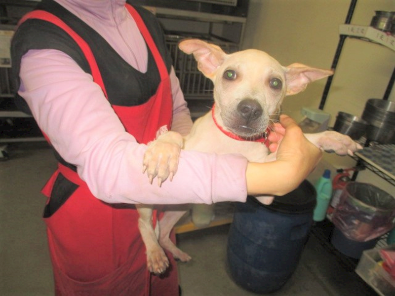 桃園市動物保護教育園區,編號:321600, 混種犬          