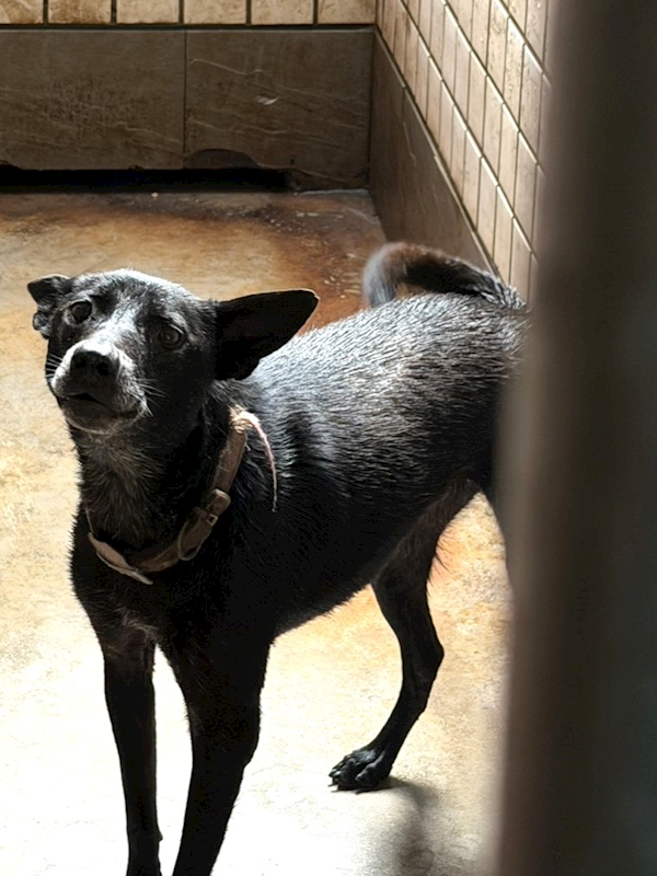 宜蘭縣流浪動物中途之家,編號:460601, 混種犬          