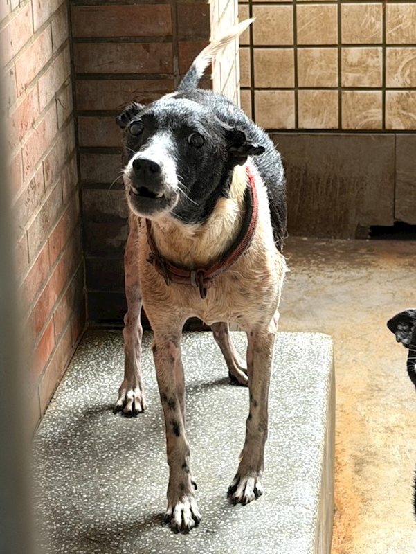 宜蘭縣流浪動物中途之家,編號:460598, 混種犬          