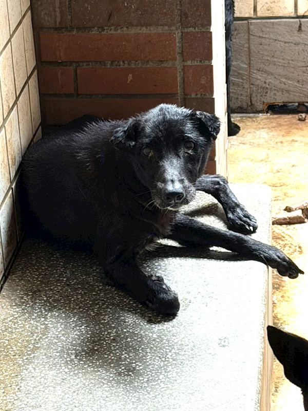 宜蘭縣流浪動物中途之家,編號:460597, 混種犬          