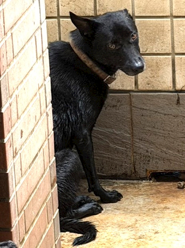 宜蘭縣流浪動物中途之家,編號:460596, 混種犬          