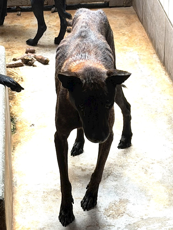 宜蘭縣流浪動物中途之家,編號:460595, 混種犬          