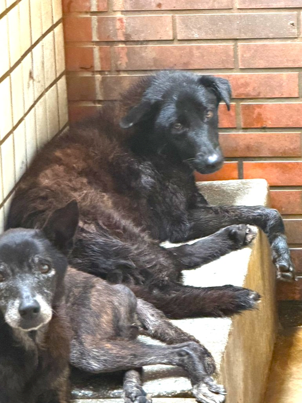 宜蘭縣流浪動物中途之家,編號:460594, 混種犬          