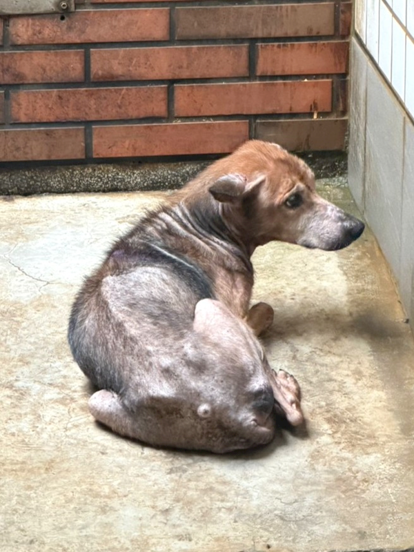 宜蘭縣流浪動物中途之家,編號:460593, 混種犬          