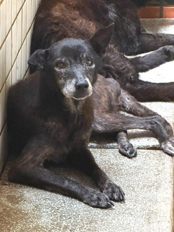 宜蘭縣流浪動物中途之家,編號:460592, 混種犬          