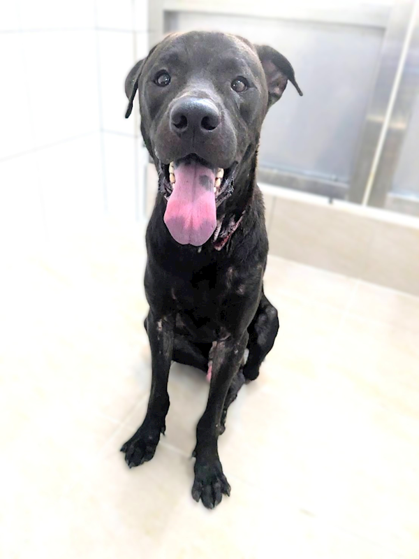 新竹縣動物保護教育園區,編號:458563, 混種犬          