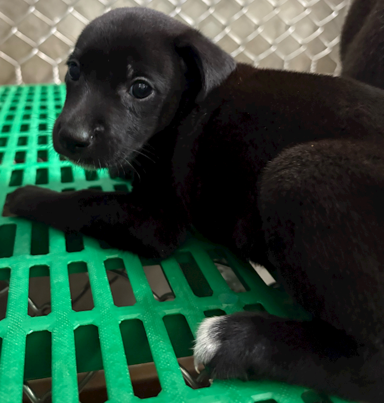 臺東縣動物收容中心,編號:457623, 混種犬          