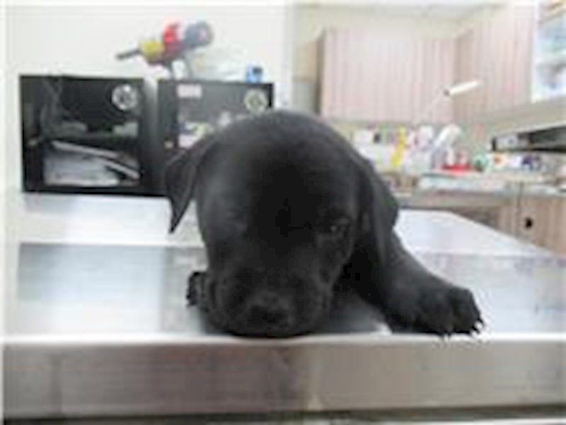 新竹市動物保護教育園區,編號:190185, 混種犬          