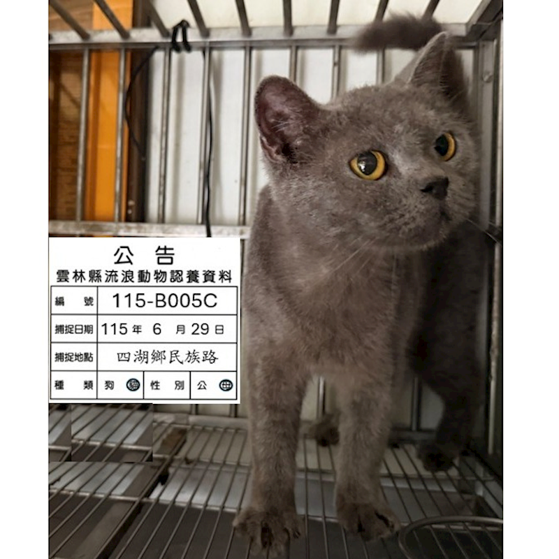 雲林縣流浪動物收容所,編號:460014, 英國短毛貓               