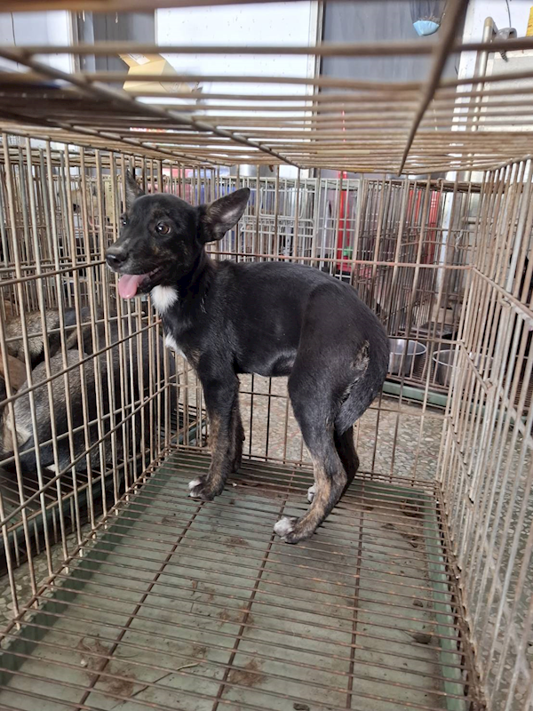 臺南市動物之家善化站,編號:460709, 混種犬          