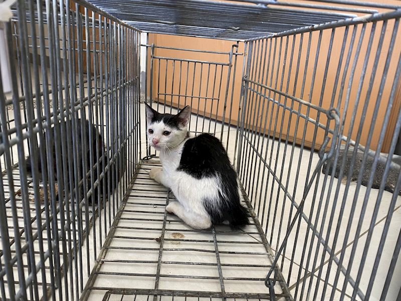 金門縣動物收容中心,編號:460644, 混種貓                 