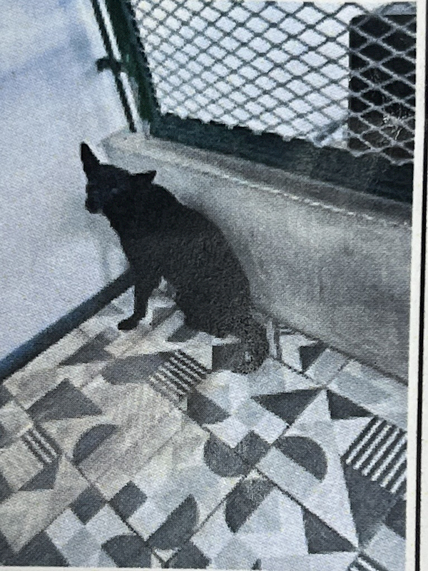 苗栗縣動物保護教育園區,編號:460700, 混種犬          