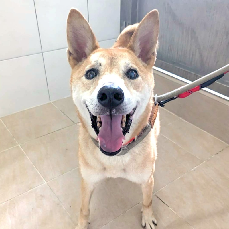 新竹縣動物保護教育園區,編號:456306, 混種犬          