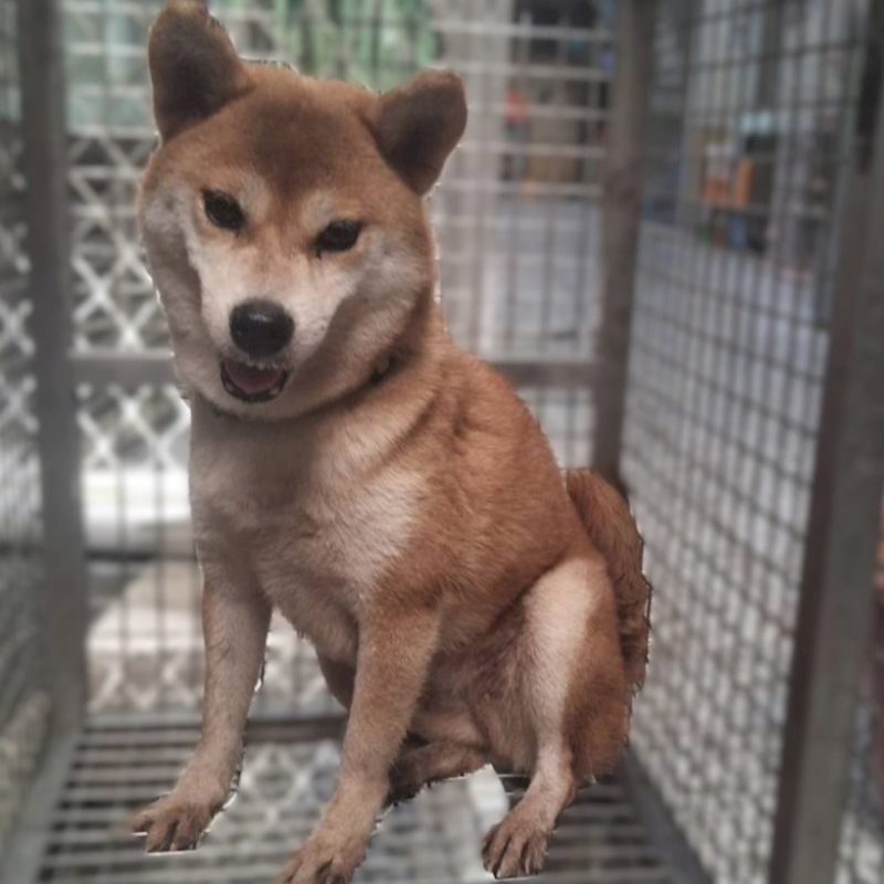 高雄市壽山動物保護教育園區,編號:460457, 柴犬                  