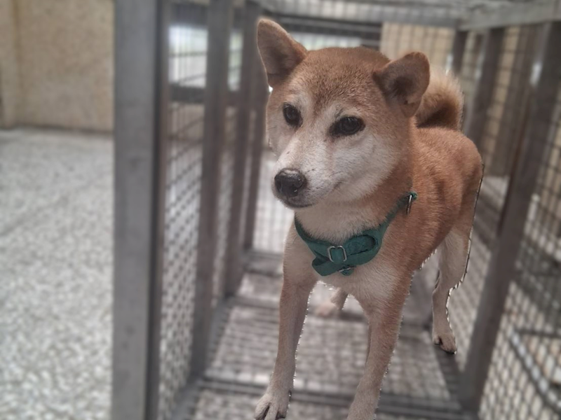 高雄市壽山動物保護教育園區,編號:460458, 柴犬                  